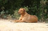 RODESIAN RIDGEBACK 270